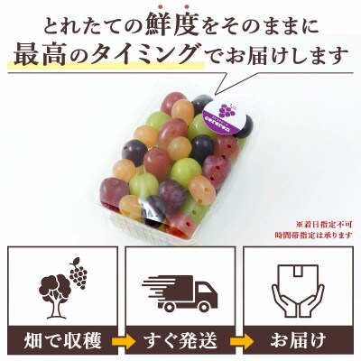 【2026年発送】種なしぶどう 5品種詰め合わせ 500g
