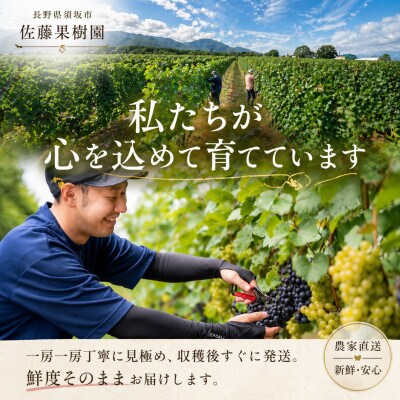 【2026年発送】シャインマスカット&クイーンルージュ(R) 2房　計約1kg