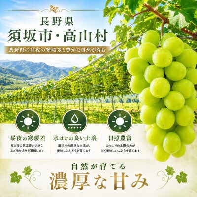 【2026年発送】長野県産 シャインマスカット 約1kg 2～3房