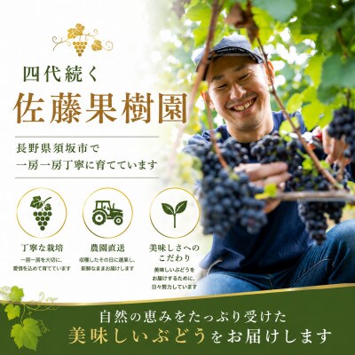 【2026年発送】長野県産 シャインマスカット 約1kg 2～3房