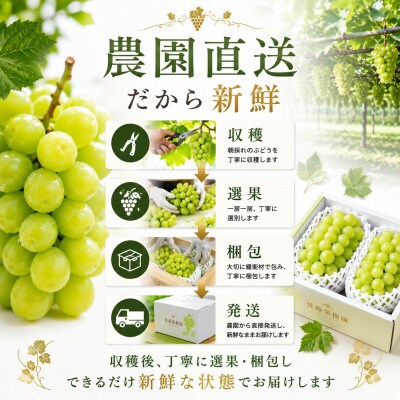 【2026年発送】長野県産 シャインマスカット 約1kg 2～3房