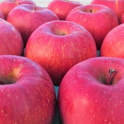 令和8年産【特秀品】サンふじ 約5kg(11～20個) 長野県産りんご