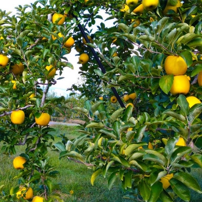 令和8年産【特秀品】シナノゴールド 約5kg(11～20個) 長野県産りんご