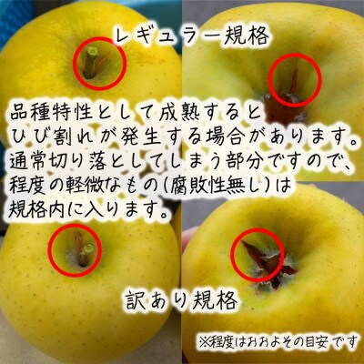 令和8年産【訳あり品】シナノゴールド 約3kg(7～12個) 長野県産りんご