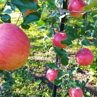 令和8年産【特秀品】シナノスイート 約3kg(7～12個) 長野県産りんご