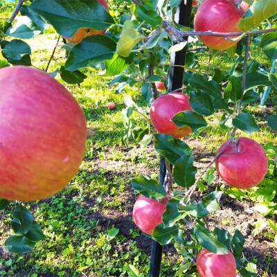 令和8年産【秀品】シナノスイート 約3kg(7～12個) 長野県産りんご