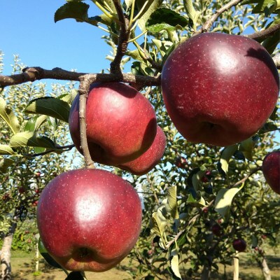 令和8年産【特秀品】秋映 約3kg(7～12個) 長野県産りんご