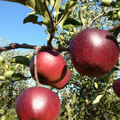 令和8年産【訳あり品】秋映 約3kg(7～12個) 長野県産りんご