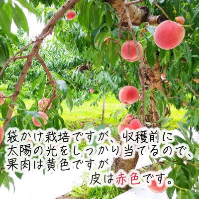 令和8年産 桃 【黄金桃】【訳あり品】約3kg(7～12個) 長野県産