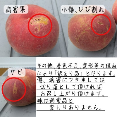 令和8年産 桃 【黄金桃】【訳あり品】約3kg(7～12個) 長野県産