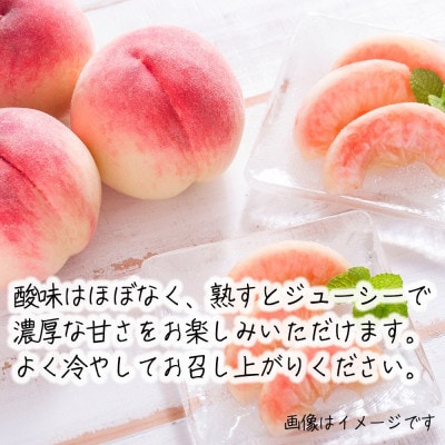 令和8年産 桃 【きらら姫】【秀品】約3kg(7～12個) 長野県産