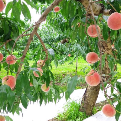 令和8年産 桃 【きらら姫】【訳あり品】約3kg(7～12個) 長野県産