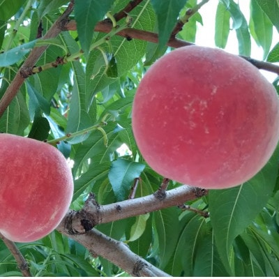 令和8年産 桃 【あかつき】【秀品】約3kg(7～12個) 長野県産