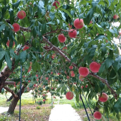 令和8年産 桃 【あかつき】【秀品】約3kg(7～12個) 長野県産