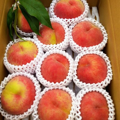 令和8年産 桃 【あかつき】【秀品】約3kg(7～12個) 長野県産