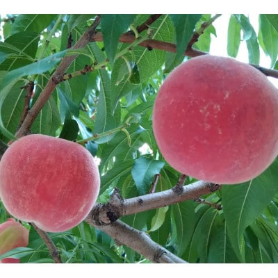 令和8年産 桃 【あかつき】【訳あり品】約3kg(7～12個) 長野県産