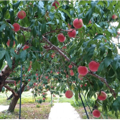 令和8年産 桃 【あかつき】【訳あり品】約3kg(7～12個) 長野県産