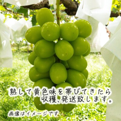 令和8年産 シャインマスカット 約1kg(2～3房) 長野県産