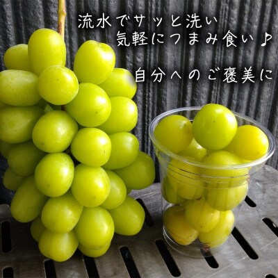 令和8年産 シャインマスカット 約1kg(2～3房) 長野県産