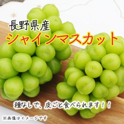 令和8年産 シャインマスカット 約1.5kg(3～5房) 秀品 長野県産