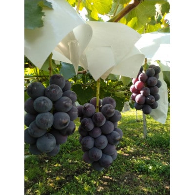 種なし巨峰 約1.5kg(約3～6房)