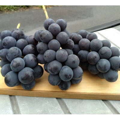 種なし巨峰 約2kg(約4～7房)