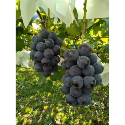 種なし巨峰 約2kg(約4～7房)