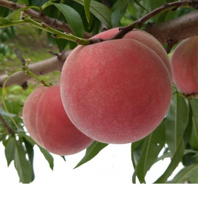 令和8年産 桃 【なつっこ】【秀品】約3kg(7～12個) 長野県産