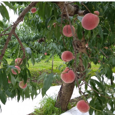 令和8年産 桃 【なつっこ】【秀品】約3kg(7～12個) 長野県産