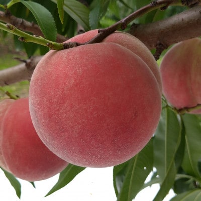 令和8年産 桃 【なつっこ】【訳あり品】約3kg(7～12個) 長野県産