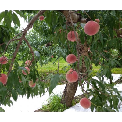 令和8年産 桃 【なつっこ】【訳あり品】約3kg(7～12個) 長野県産