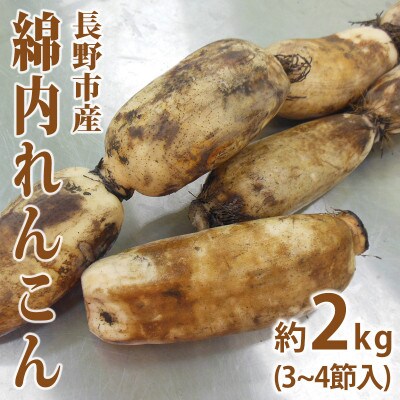 長野市産綿内れんこん 2kg
