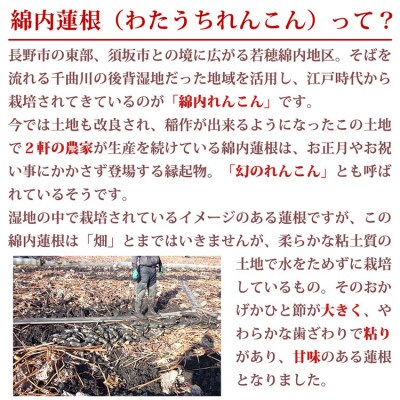 長野市産綿内れんこん 2kg