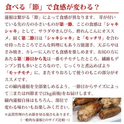 長野市産綿内れんこん 2kg