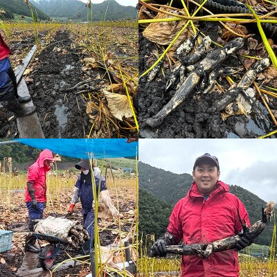 長野市産綿内れんこん 2kg