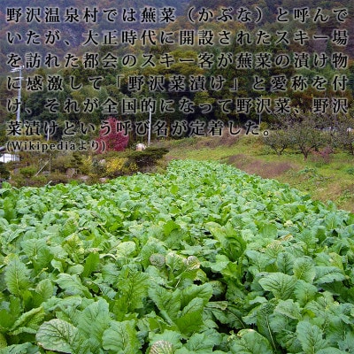 信州産 漬物用生の野沢菜 約10kg