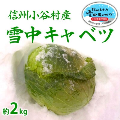 信州小谷村産「雪中キャベツ」(大玉)1玉 約2kg
