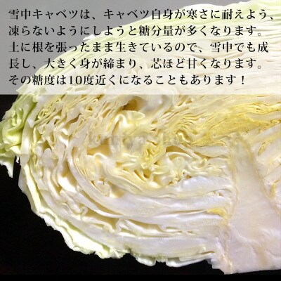 信州小谷村産「雪中キャベツ」(大玉)1玉 約2kg