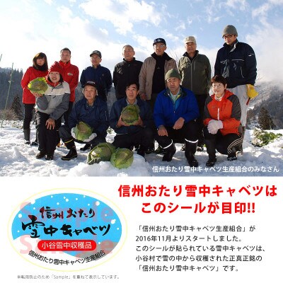 信州小谷村産「雪中キャベツ」(大玉)1玉 約2kg