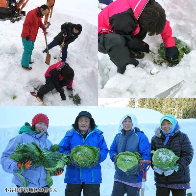 信州小谷村産「雪中キャベツ」(大玉)1玉 約2kg