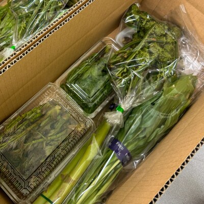 信州の山菜と春野菜セット 計4種類以上入り(300g～1kg程度)