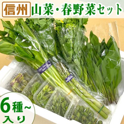 信州の山菜と春野菜セット 計6種類以上入り(400g～1kg程度)