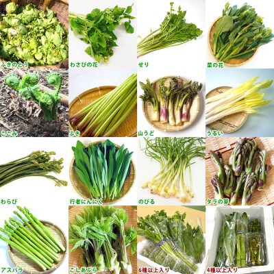 信州の山菜と春野菜セット 計6種類以上入り(400g～1kg程度)
