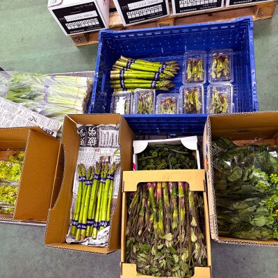 信州の山菜と春野菜セット 計6種類以上入り(400g～1kg程度)