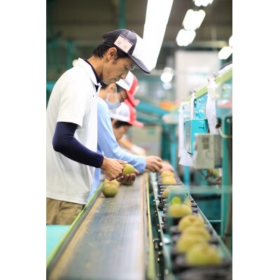 【信州産】豊水梨　秀品　約2.5kg(6～8玉入り)　9月中旬から順次発送