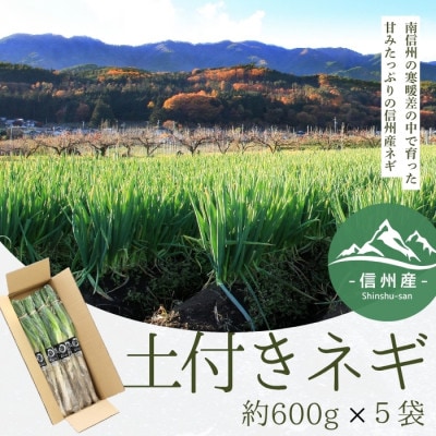 【信州産】土付きねぎ　約3kg(600g×5袋入り)　11月上旬から順次発送