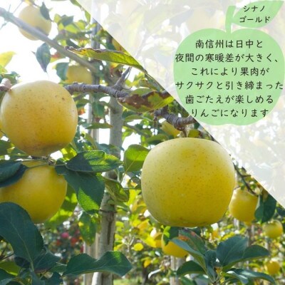 【信州産】シナノゴールド　秀品　約5kg(10～20玉入り)　10月下旬から順次発送