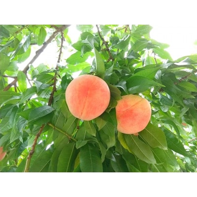 【さとふる限定】信州ハピネスフルーツ厳選　完熟桃2kg(贈答品・6～8玉)