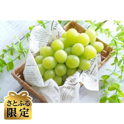 【さとふる限定】信州ハピネスフルーツシャインマスカット1房500g&粒500g