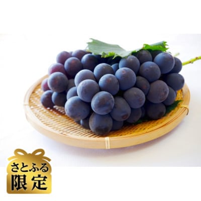 【さとふる限定】信州ハピネスフルーツ　ナガノパープル2房1kg皮ごとOK